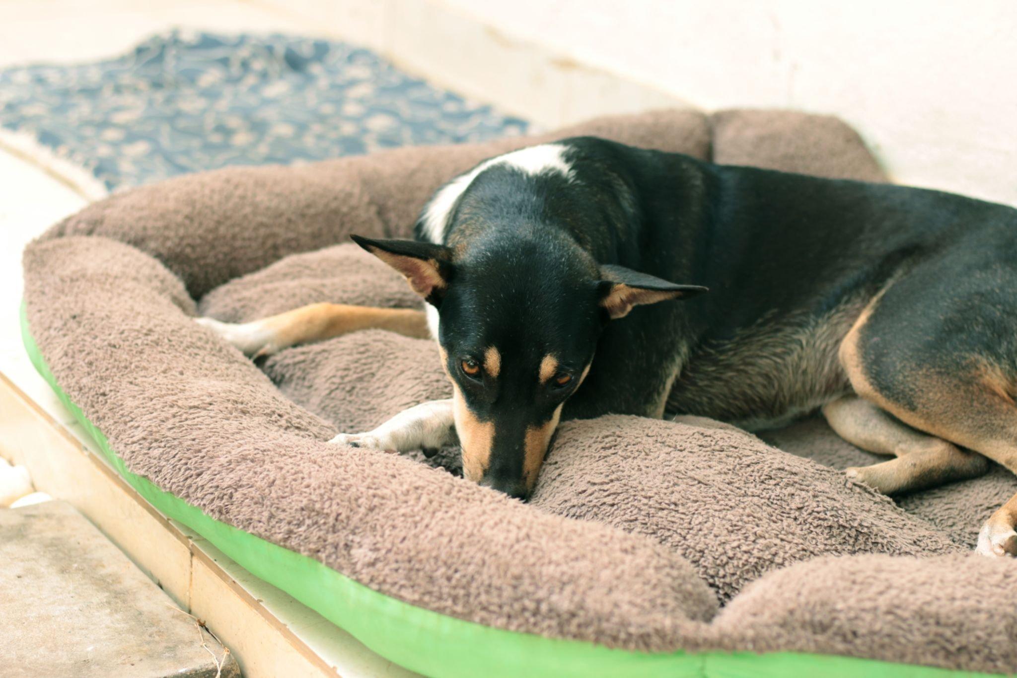 Canine Mattress