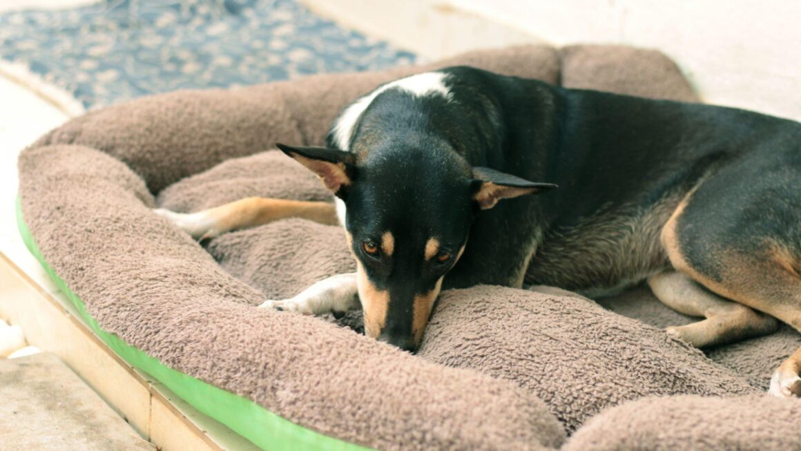 The Newest Brand New Memory Foam Canine Mattress through Comfort and Ease Circulation, Inc.