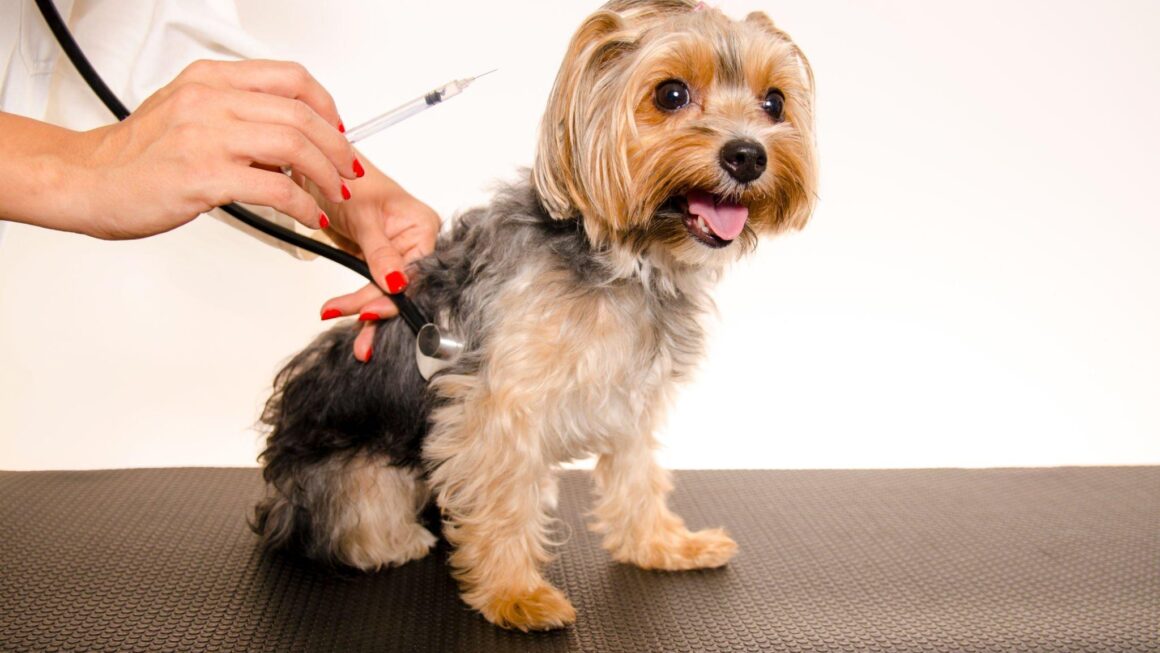 Why Vaccination is Important for Pets’ Health and Life?