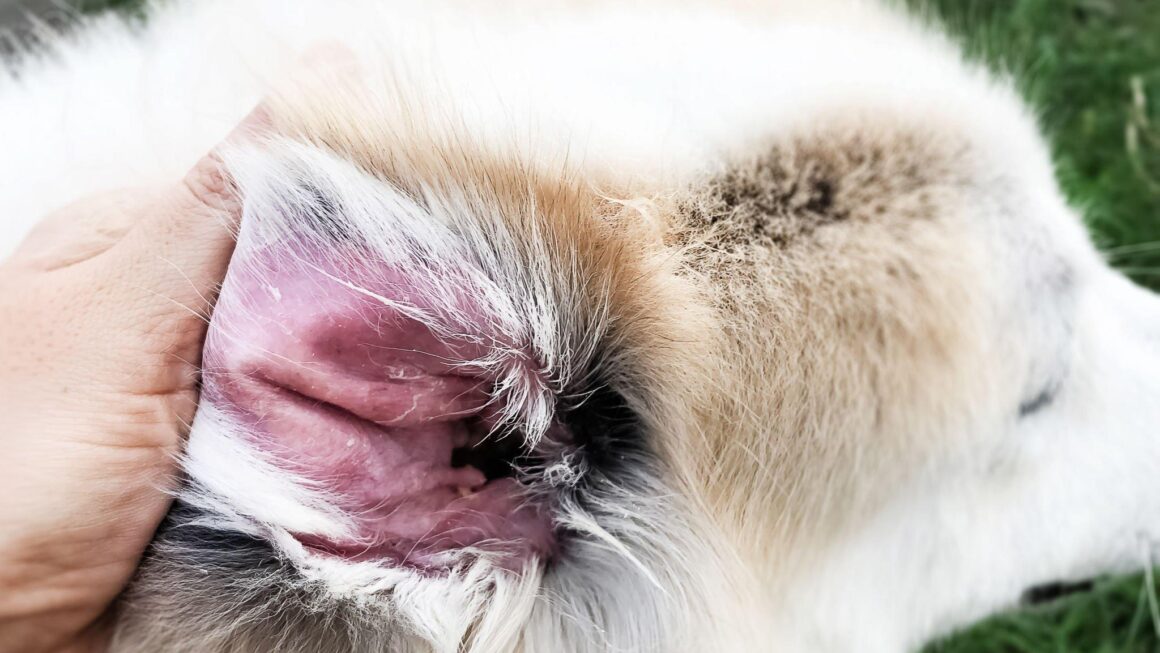 Candida Albicans within Canines: Keep the Domestic Pets Wholesome